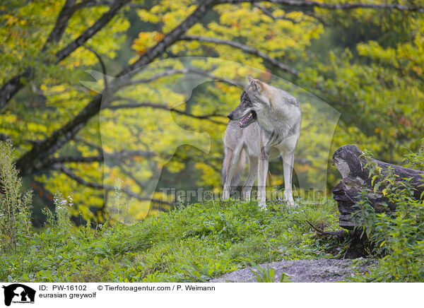 Eurasischer Grauwolf / eurasian greywolf / PW-16102