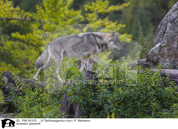 Eurasischer Grauwolf / eurasian greywolf / PW-16103