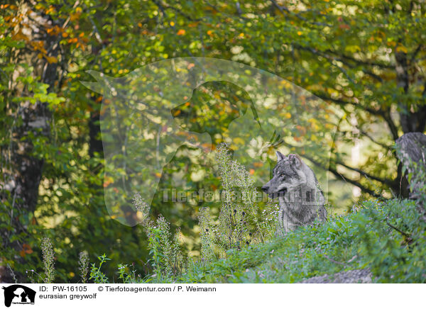 Eurasischer Grauwolf / eurasian greywolf / PW-16105