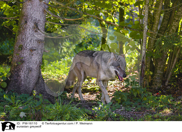 Eurasischer Grauwolf / eurasian greywolf / PW-16110