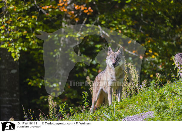 Eurasischer Grauwolf / eurasian greywolf / PW-16111
