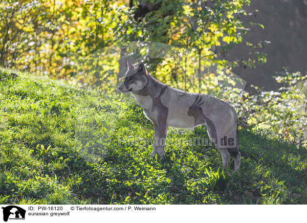 Eurasischer Grauwolf / eurasian greywolf / PW-16120