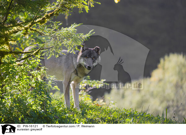 Eurasischer Grauwolf / eurasian greywolf / PW-16121