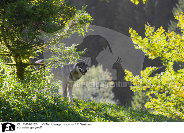 Eurasischer Grauwolf / eurasian greywolf / PW-16123