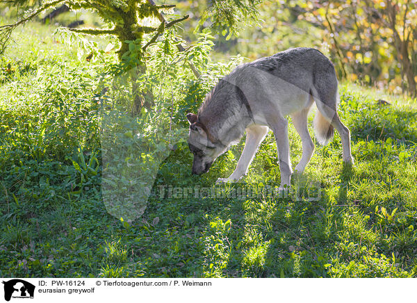 Eurasischer Grauwolf / eurasian greywolf / PW-16124