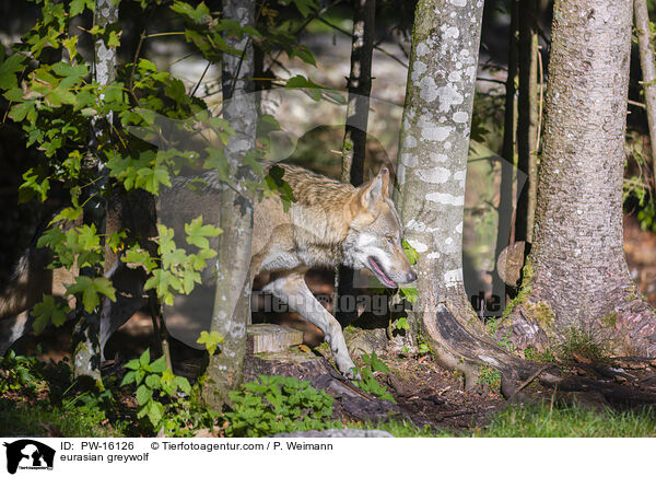 Eurasischer Grauwolf / eurasian greywolf / PW-16126