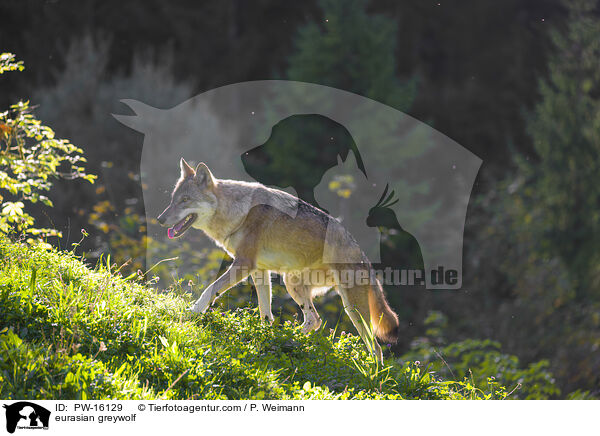 Eurasischer Grauwolf / eurasian greywolf / PW-16129