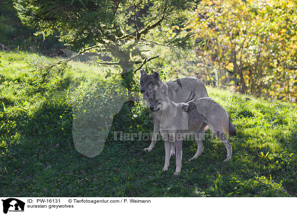 Eurasische Grauwlfe / eurasian greywolves / PW-16131