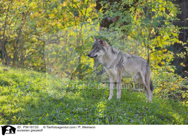 Eurasischer Grauwolf / eurasian greywolf / PW-16133