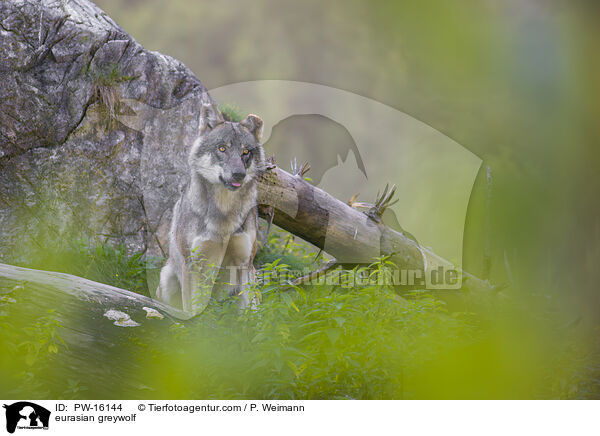 Eurasischer Grauwolf / eurasian greywolf / PW-16144