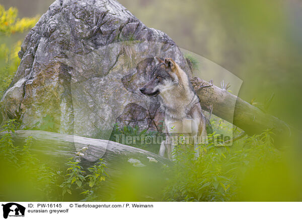 Eurasischer Grauwolf / eurasian greywolf / PW-16145