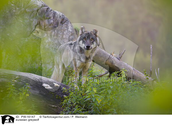 Eurasischer Grauwolf / eurasian greywolf / PW-16147