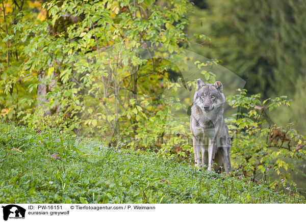 Eurasischer Grauwolf / eurasian greywolf / PW-16151