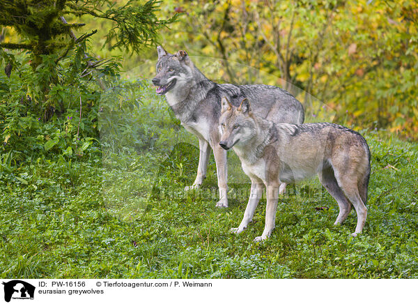 Eurasische Grauwlfe / eurasian greywolves / PW-16156