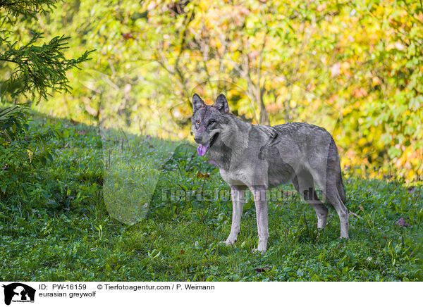 Eurasischer Grauwolf / eurasian greywolf / PW-16159