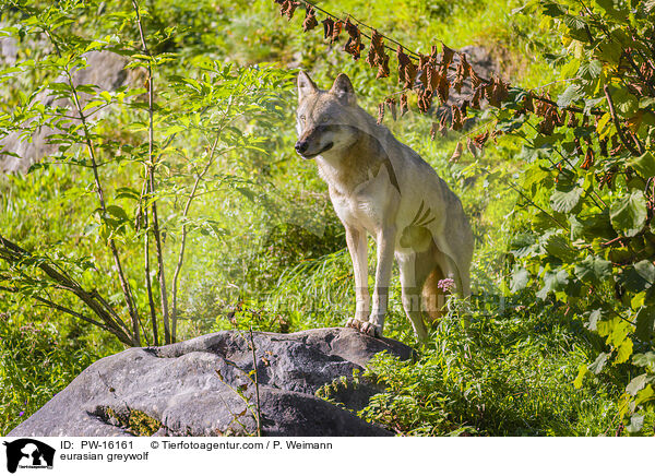 Eurasischer Grauwolf / eurasian greywolf / PW-16161