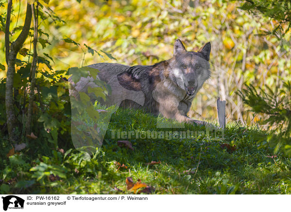 Eurasischer Grauwolf / eurasian greywolf / PW-16162