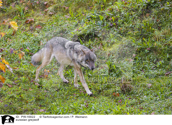 Eurasischer Grauwolf / eurasian greywolf / PW-16822