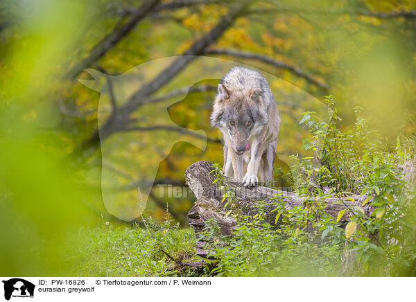 Eurasischer Grauwolf / eurasian greywolf / PW-16826