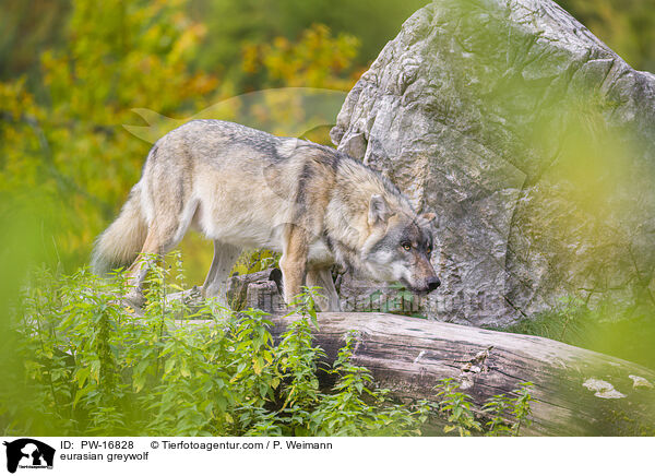 Eurasischer Grauwolf / eurasian greywolf / PW-16828