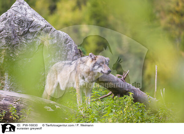 Eurasischer Grauwolf / eurasian greywolf / PW-16830