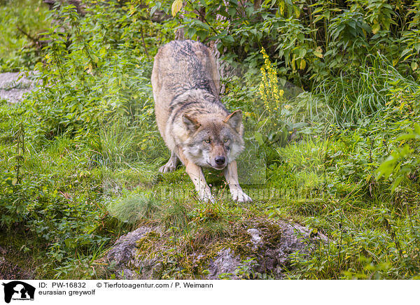 Eurasischer Grauwolf / eurasian greywolf / PW-16832