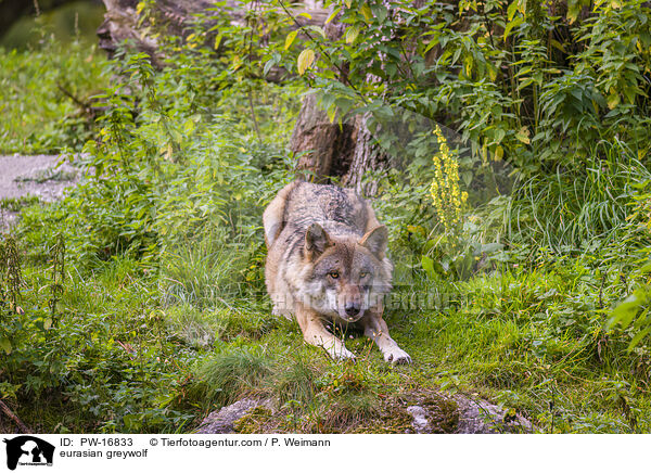 Eurasischer Grauwolf / eurasian greywolf / PW-16833