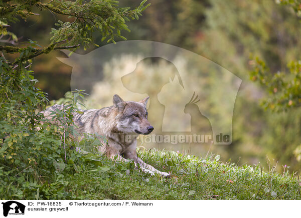 Eurasischer Grauwolf / eurasian greywolf / PW-16835