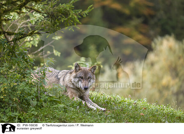 Eurasischer Grauwolf / eurasian greywolf / PW-16836