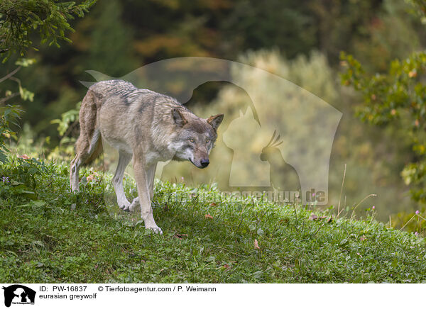 Eurasischer Grauwolf / eurasian greywolf / PW-16837