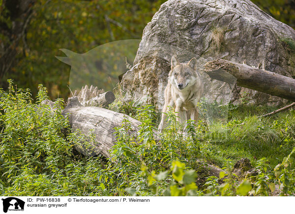 Eurasischer Grauwolf / eurasian greywolf / PW-16838