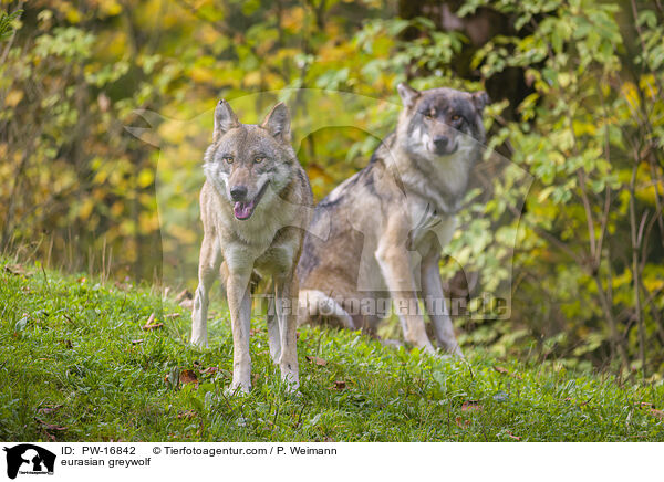 Eurasischer Grauwolf / eurasian greywolf / PW-16842