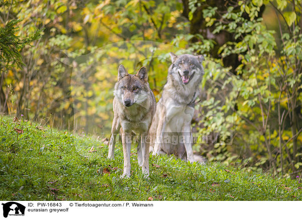 Eurasischer Grauwolf / eurasian greywolf / PW-16843
