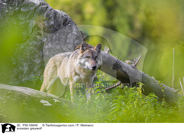 Eurasischer Grauwolf / eurasian greywolf / PW-16846