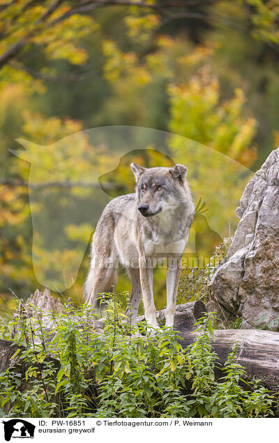 Eurasischer Grauwolf / eurasian greywolf / PW-16851