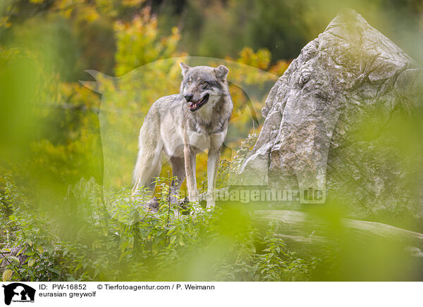 Eurasischer Grauwolf / eurasian greywolf / PW-16852