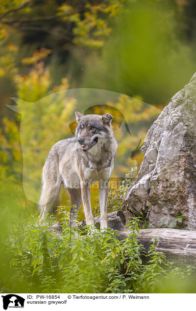 Eurasischer Grauwolf / eurasian greywolf / PW-16854