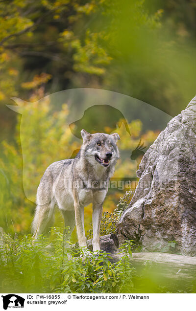 Eurasischer Grauwolf / eurasian greywolf / PW-16855