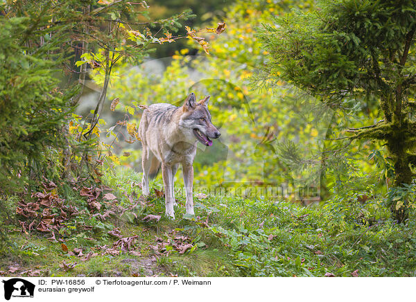 eurasian greywolf / PW-16856