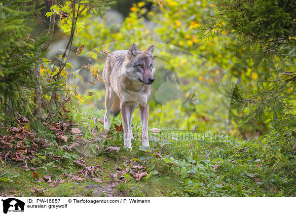 Eurasischer Grauwolf / eurasian greywolf / PW-16857