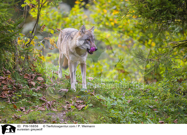 Eurasischer Grauwolf / eurasian greywolf / PW-16858