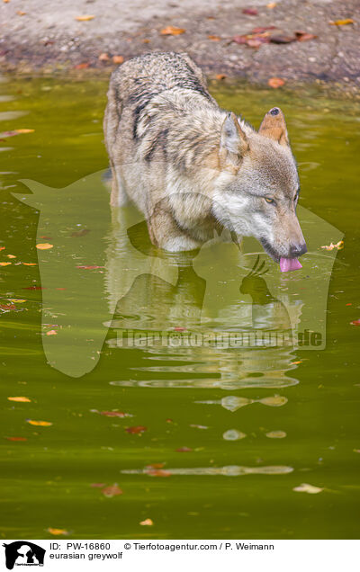 Eurasischer Grauwolf / eurasian greywolf / PW-16860