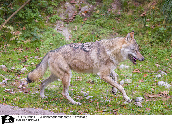 Eurasischer Grauwolf / eurasian greywolf / PW-16861