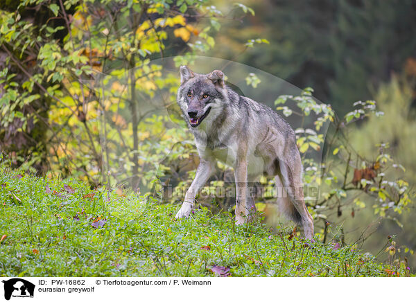 Eurasischer Grauwolf / eurasian greywolf / PW-16862