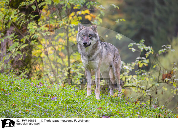 Eurasischer Grauwolf / eurasian greywolf / PW-16863