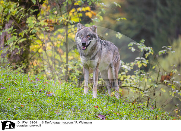 Eurasischer Grauwolf / eurasian greywolf / PW-16864