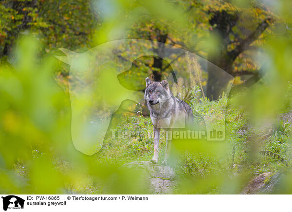 Eurasischer Grauwolf / eurasian greywolf / PW-16865