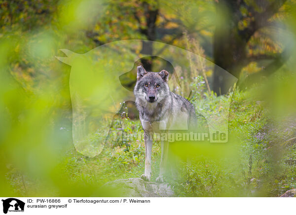 Eurasischer Grauwolf / eurasian greywolf / PW-16866