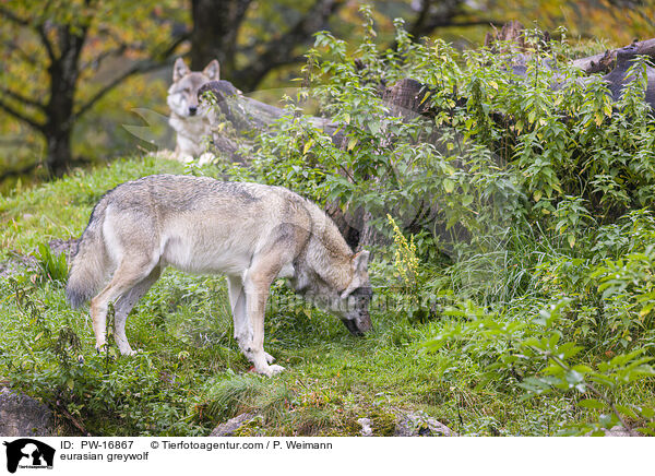 Eurasischer Grauwolf / eurasian greywolf / PW-16867