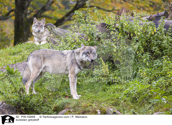Eurasischer Grauwolf / eurasian greywolf / PW-16868